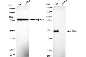 Western blotting analysis using TANK antibody (ABIN7800580). (TANK anticorps)