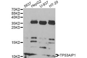 Western blot analysis of extracts of various cell lines, using TP53AIP1 antibody (ABIN6292220) at 1:1000 dilution. (TP53AIP1 anticorps)