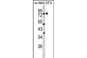 Western blot analysis of PRKCA Antibody (N-term) (ABIN652517 and ABIN2842346) in mouse NIH-3T3 cell line lysates (35 μg/lane). (PKC alpha anticorps  (N-Term))