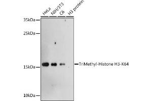 Western blot analysis of extracts of various cell lines, using TriMethyl-Histone H3-K64 antibody (ABIN7267701) at 1:1000 dilution.