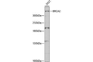 Western blot analysis of extracts of 293T cells, using BRC antibody (435) at 1:1000 dilution.