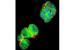 Confocal immunofluorescent analysis of TRIM59 Antibody (N-term) (ABIN655580 and ABIN2845072) with HepG2 cell followed by Alexa Fluor 488-conjugated goat anti-rabbit lgG (green).