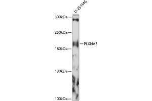 Western blot analysis of extracts of U-251MG cells, using PLXN antibody (ABIN7269422) at 1:1000 dilution. (Plexin A3 anticorps  (AA 950-1150))