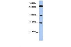 Image no. 1 for anti-Dehydrogenase/reductase (SDR Family) X-Linked (DHRSX) (C-Term) antibody (ABIN6739106) (DHRSX anticorps  (C-Term))