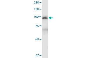 Immunoprecipitation of MCC transfected lysate using anti-MCC MaxPab rabbit polyclonal antibody and Protein A Magnetic Bead , and immunoblotted with MCC purified MaxPab mouse polyclonal antibody (B01P) .