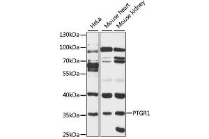 Western blot analysis of extracts of various cell lines, using PTGR1 antibody (ABIN1875946) at 1:3000 dilution. (PTGR1 anticorps)
