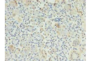 Immunohistochemistry of paraffin-embedded human pancreatic tissue using ABIN7151677 at dilution of 1:100 (ERP27 anticorps  (AA 26-273))