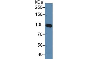 Detection antibody from the kit in WB with Positive Control:  Sample Human serum. (MAG Kit ELISA)