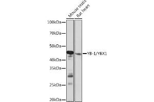 Western blot analysis of extracts of various cell lines, using YB-1/YBX1 Rabbit mAb (ABIN7271410) at 1:1000 dilution.