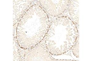 Immunohistochemistry analysis of paraffin embedded rat testis using PPP2R2C (ABIN7075278) at dilution of 1: 2000 (PPP2R2C anticorps)