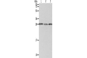 Western Blotting (WB) image for anti-Proteasome (Prosome, Macropain) 26S Subunit, Non-ATPase, 9 (PSMD9) antibody (ABIN2422091) (PSMD9 anticorps)