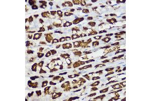 Immunohistochemistry of paraffin-embedded mouse stomach using BNIP3 Rabbit pAb (ABIN6127502, ABIN6137620, ABIN6137621 and ABIN6221337) at dilution of 1:150 (40x lens).