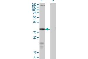 Western Blot analysis of SLC39A3 expression in transfected 293T cell line by SLC39A3 MaxPab polyclonal antibody. (SLC39A3 anticorps  (AA 1-314))
