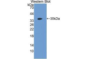 Western Blotting (WB) image for anti-Follistatin-Like 1 (FSTL1) (AA 20-306) antibody (ABIN1176701) (FSTL1 anticorps  (AA 20-306))