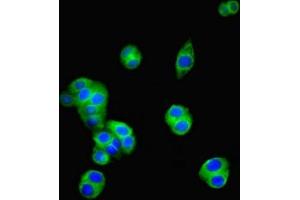 Immunofluorescent analysis of PC-3 cells using ABIN7154947 at dilution of 1:100 and Alexa Fluor 488-congugated AffiniPure Goat Anti-Rabbit IgG(H+L) (CD34 anticorps  (AA 124-375))