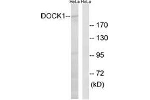 Western blot analysis of extracts from HeLa cells, using DOCK1 Antibody. (DOCK1 anticorps  (AA 1661-1710))