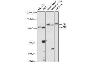 Western blot analysis of extracts of various cell lines, using  antibody (ABIN6131167, ABIN6136429, ABIN6136430 and ABIN6216480) at 1:1000 dilution. (ACE2 anticorps  (AA 18-250))