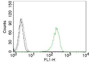 Flow Cytometry of human CD71 on K562 cells. (Transferrin Receptor anticorps  (CF®488A))