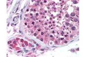 Bi-1 Immunohistochemistry. (Bax Inhibitor 1 anticorps)