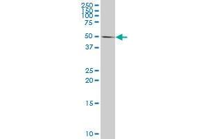 CASP10 monoclonal antibody (M02), clone 2E7.