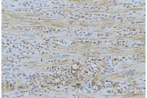 ABIN6274528 at 1/100 staining Mouse muscle tissue by IHC-P. (DUSL2 anticorps  (C-Term))