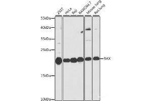 Western blot analysis of extracts of various cell lines using BAX Polyclonal Antibody at dilution of 1:1000. (BAX anticorps)