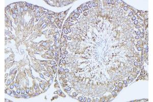 ABIN6272903 at 1/100 staining Mouse testis tissue by IHC-P.