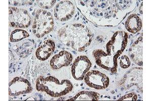 Image no. 4 for anti-Prostaglandin E Synthase 2 (PTGES2) antibody (ABIN1500491) (PTGES2 anticorps)