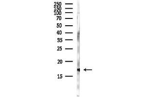 Western blot analysis of lysates from Hela cells(starvation,24h treatment), using Di-Methyl-Histone H3 (Lys79)/H3K79me2 Antibody at 1/1000 dilution.