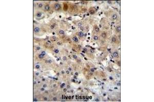 G7L Antibody 11191a immunohistochemistry analysis in formalin fixed and paraffin embedded human liver tissue followed by peroxidase conjugation of the secondary antibody and DAB staining. (ATG7 anticorps  (AA 540-569))