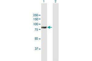 Western Blot analysis of ACOX2 expression in transfected 293T cell line by ACOX2 MaxPab polyclonal antibody. (Acox2 anticorps  (AA 1-681))