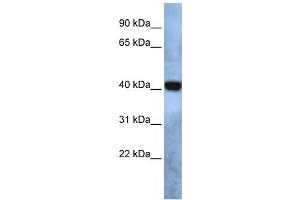 Western Blotting (WB) image for anti-Transmembrane Protein 115 (TMEM115) antibody (ABIN2459053) (TMEM115 anticorps)
