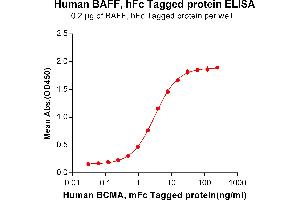 ELISA plate pre-coated by 2 μg/mL (100 μL/well) Human BAFF, hFc tagged protein (ABIN6961113) can bind Human BCMA, mFc tagged protein (ABIN6961108) in a linear range of 0. (BAFF Protein (Fc Tag))