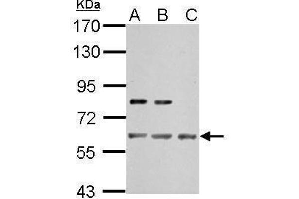 IMPDH2 anticorps