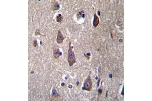Immunohistochemistry analysis in human brain tissue (formalin-fixed, paraffin-embedded) using PCDHB12  Antibody  (C-term), followed by peroxidase conjugation of the secondary antibody and DAB staining. (PCDHB12 anticorps  (C-Term))