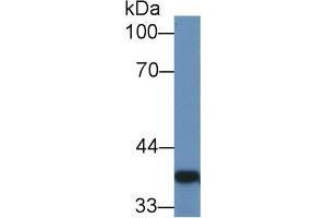 Western Blot; Sample: Rat Colon lysate; ;Primary Ab: 1µg/ml Rabbit Anti-Rat GAL4 Antibody;Second Ab: 0. (GAL4 anticorps  (AA 19-324))