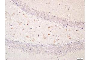 Paraformaldehyde-fixed, paraffin embedded mouse brain, Antigen retrieval by boiling in sodium citrate buffer (pH6.