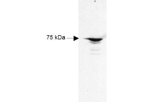 Figure 1. (RFX5 anticorps  (AA 320-494))