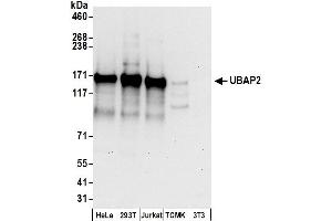 Western Blotting (WB) image for anti-Ubiquitin Associated Protein 2 (UBAP2) (AA 600-650) antibody (ABIN7450861)