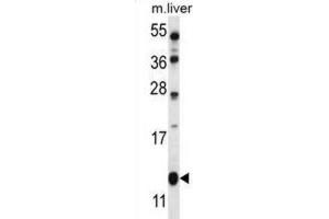 Western Blotting (WB) image for anti-Golgi Transport 1B (GOLT1B) antibody (ABIN2997139) (GOLT1B anticorps)