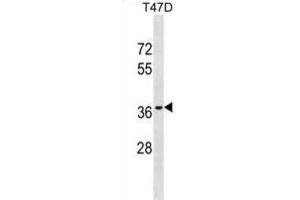 Western Blotting (WB) image for anti-Olfactory Receptor, Family 10, Subfamily T, Member 2 (OR10T2) antibody (ABIN3000574) (OR10T2 anticorps)