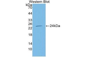 Figure. (ENOS anticorps  (AA 522-705))