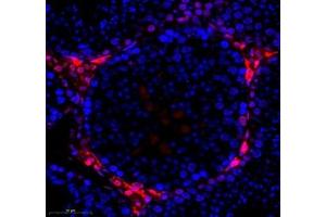 Immunofluorescence of paraffin embedded mouse testis using hmgn1 (ABIN7074222) at dilution of 1: 1000 (350x lens)