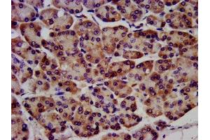 anti-V-Raf-1 Murine Leukemia Viral Oncogene Homolog 1 (RAF1) (AA 1-648) antibody