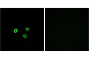 Immunofluorescence (IF) image for anti-Olfactory Receptor, Family 5, Subfamily M, Member 9 (OR5M9) (AA 197-246) antibody (ABIN2891033) (OR5M9 anticorps  (AA 197-246))