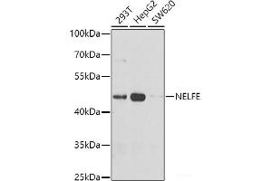 Western blot analysis of extracts of various cell lines using NELFE Polyclonal Antibody at dilution of 1:1000. (RDBP anticorps)