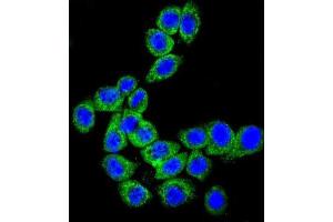 Immunofluorescence (IF) image for anti-CD46 (CD46) antibody (ABIN3002132) (CD46 anticorps)