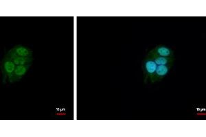ICC/IF Image BAF57 antibody [C3], C-term detects BAF57 protein at nucleus by immunofluorescent analysis. (SMARCE1 anticorps  (C-Term))