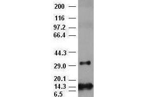 Western Blotting (WB) image for anti-Fibroblast Growth Factor 2 (Basic) (FGF2) (AA 10-155) antibody (ABIN1490786)