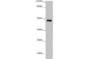 Western blot All lanes: E2F1 antibody at 7 μg/mL + 3T3 whole cell lysate Secondary Goat polyclonal to rabbit IgG at 1/10000 dilution Predicted band size: 47 kDa Observed band size: 47 kDa (E2F1 anticorps  (AA 133-362))